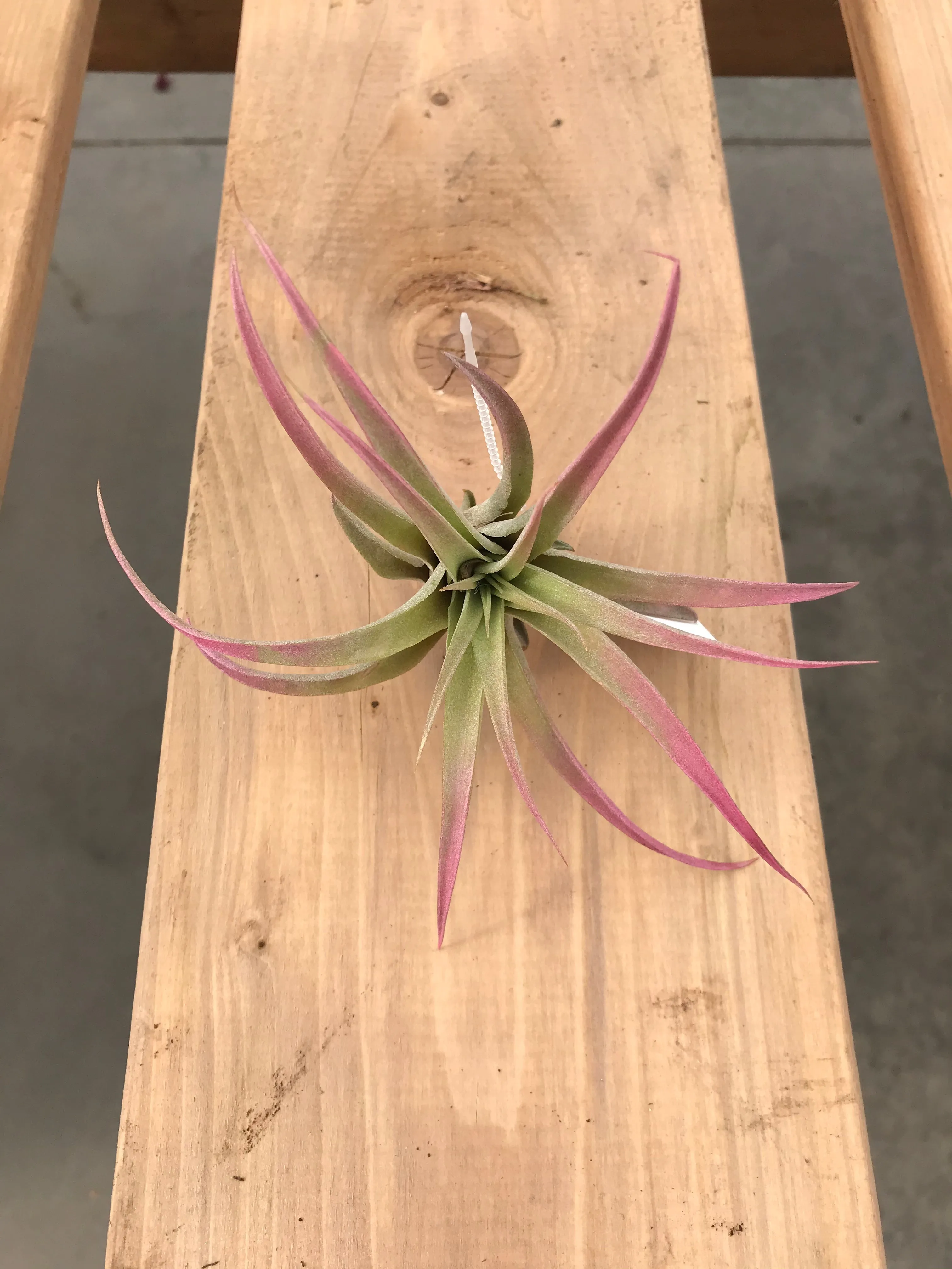 Capitata - Raspberry Enhanced