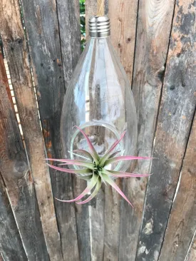 Capitata - Raspberry Enhanced