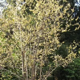 Chimonanthus praecox